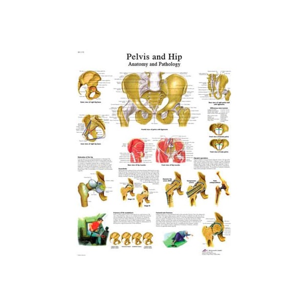 3B Anatomical Chart - Hip & Pelvis, Laminated